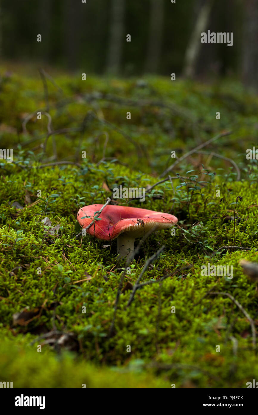 A russula mushroom growing in a moss in a pinery Stock Photo