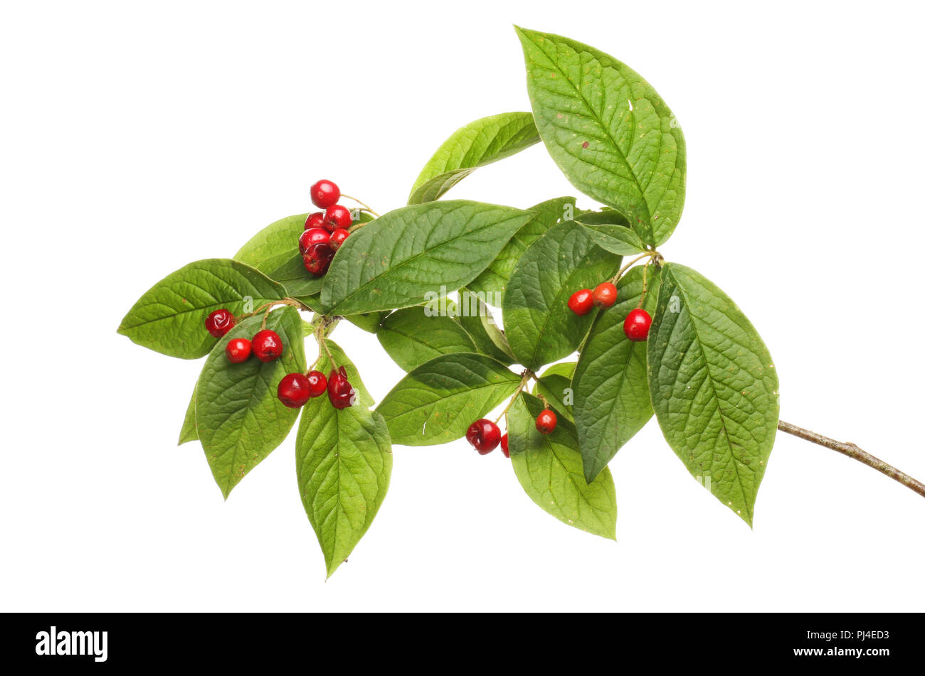 Cotoneaster leaves and berries isolated against white Stock Photo