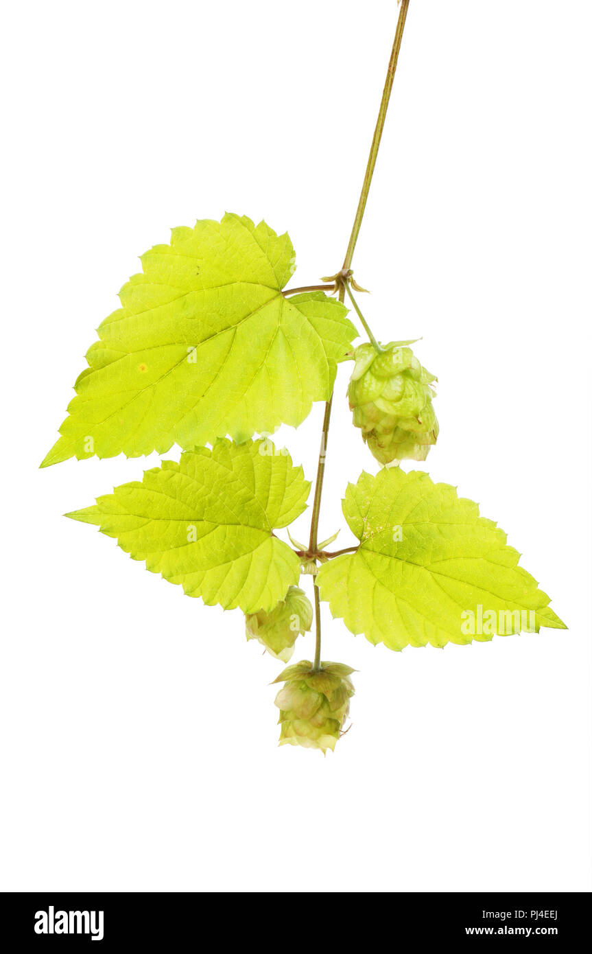 Golden hop vine, leaves and hops isolated against white Stock Photo