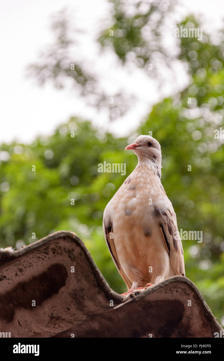 Solitary white pigeon sitting on a corrugated asbestos roof shot from a low angle. Trees in the background. Low depth of field image. Stock Photo