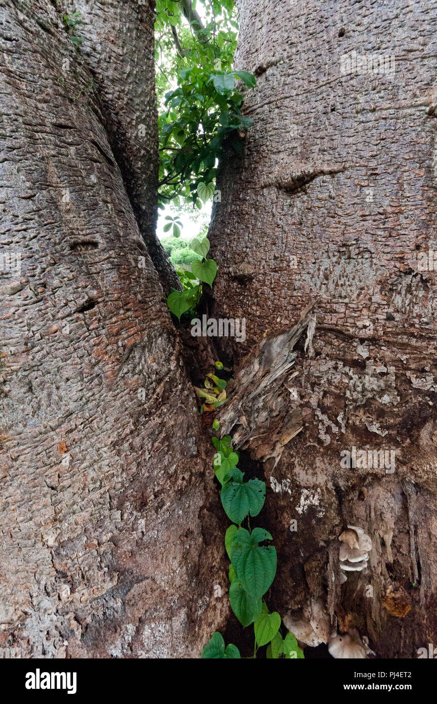 Close-up of a giant Boabab tree's fused stems. Located near Vasai Fort, Mumbai. Stock Photo