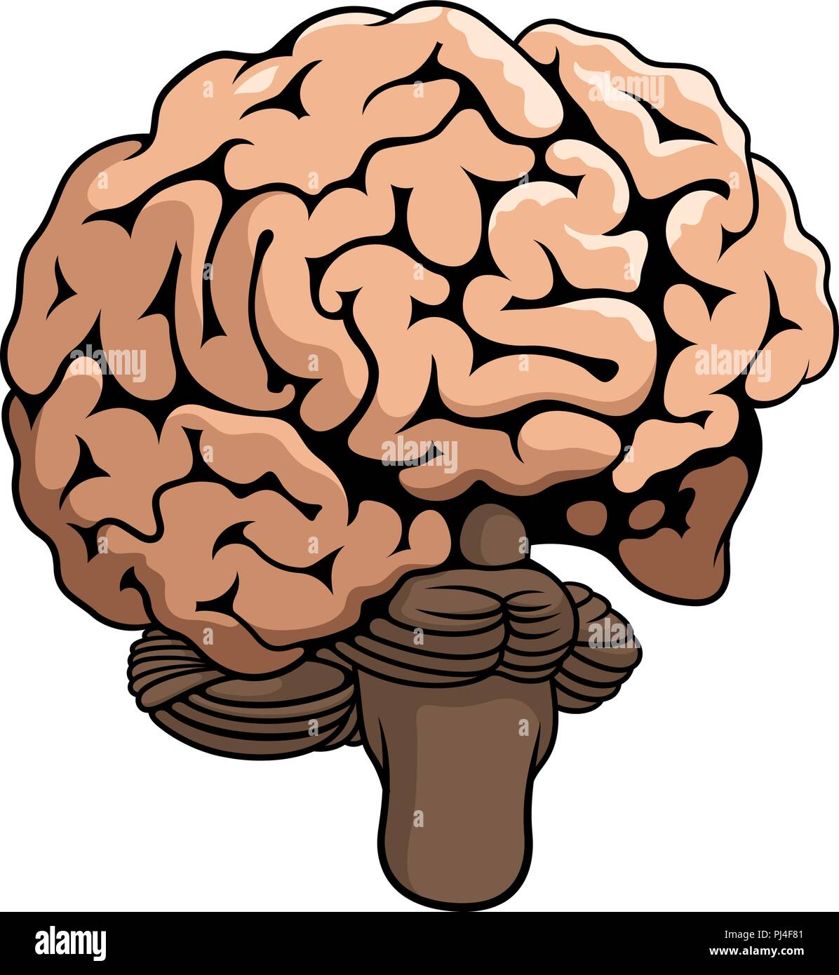 Brain function vector vectors hi-res stock photography and images - Alamy