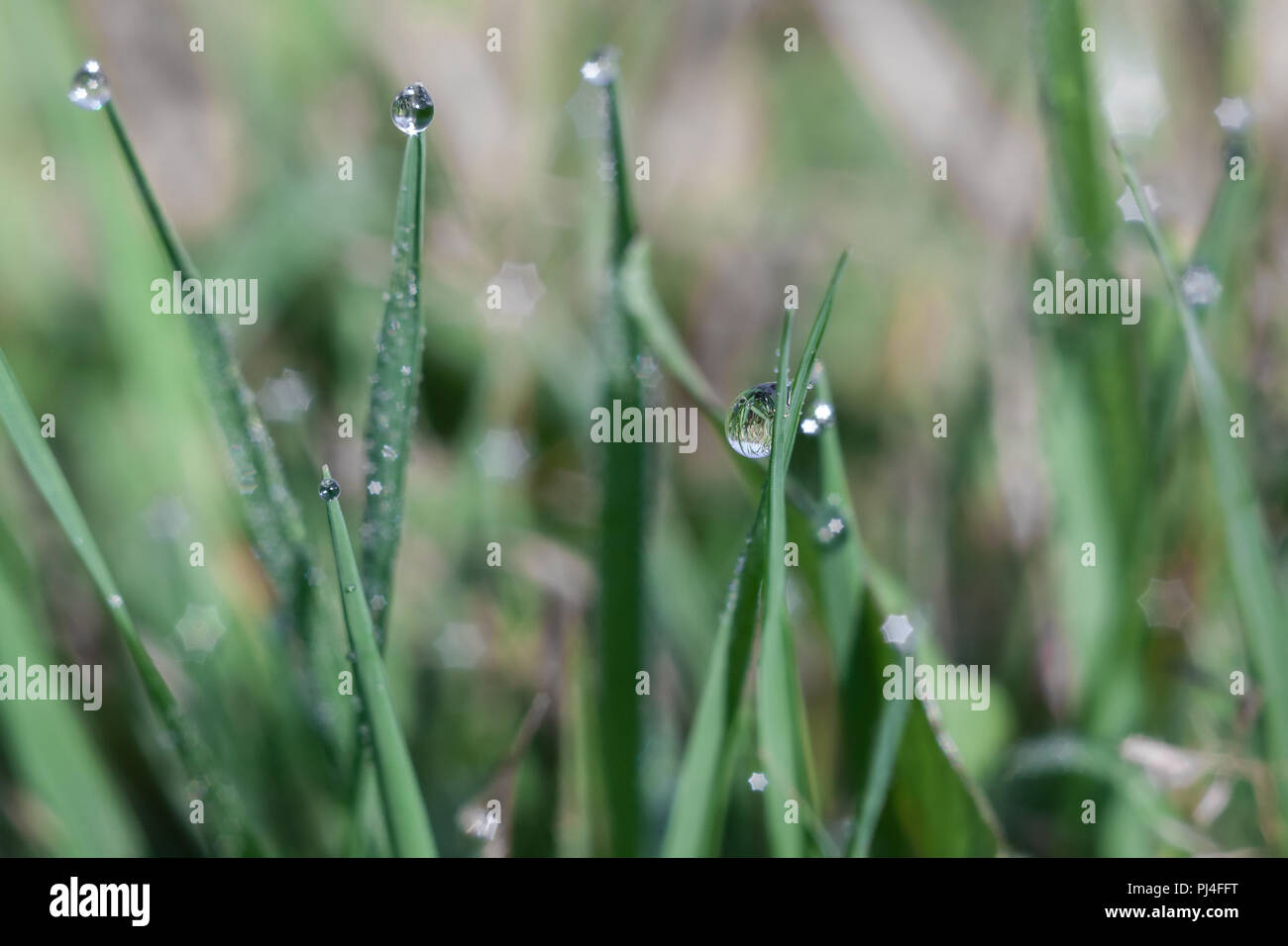 Grass covered with dew drops in the early morning Stock Photo