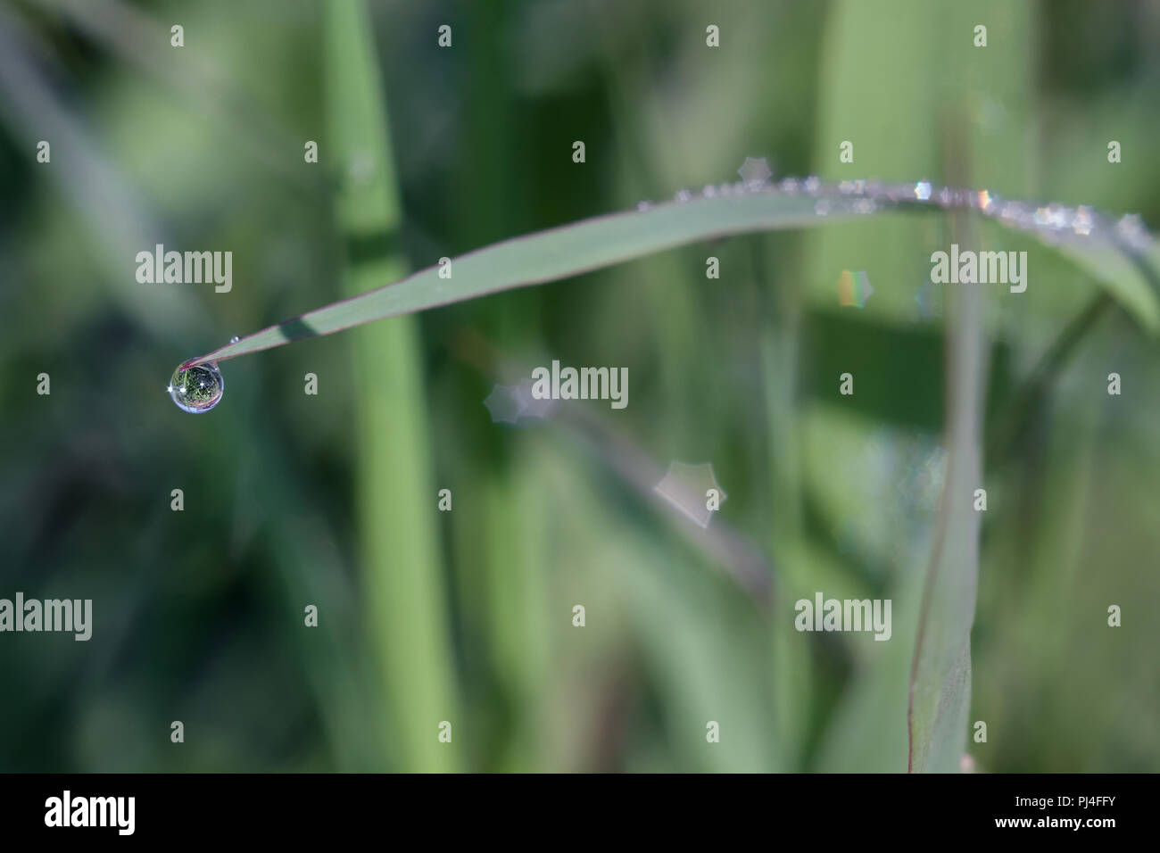 Grass covered with dew drops in the early morning Stock Photo