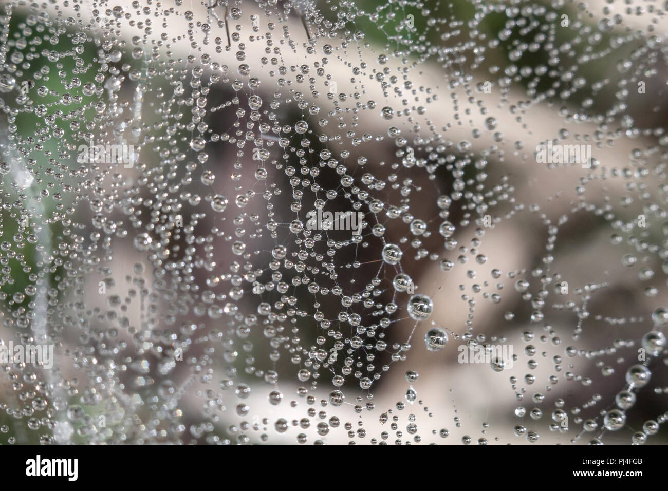 Cobweb with dew drops at morning time Stock Photo