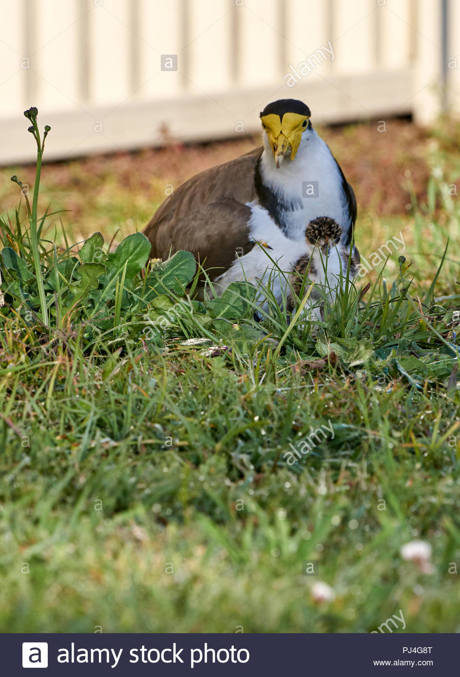 Australian Bird Nest Stock Photos & Australian Bird Nest Stock Images