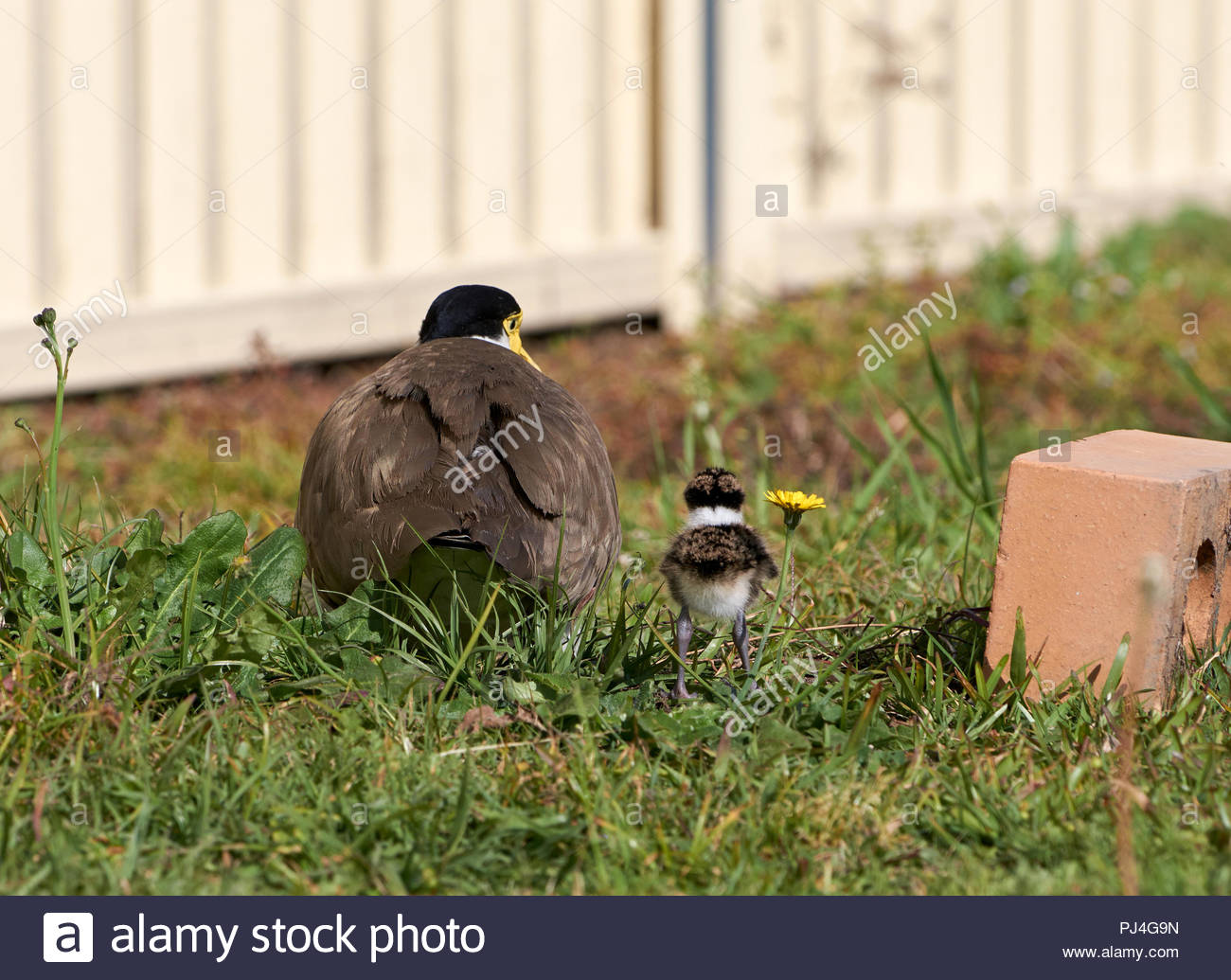 Australian Bird Nest Stock Photos & Australian Bird Nest Stock Images