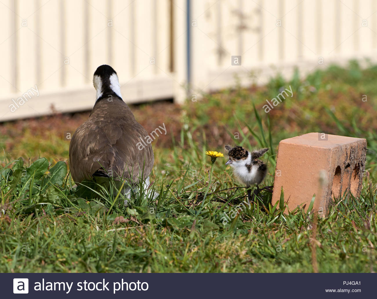 Australian Bird Nest Stock Photos & Australian Bird Nest Stock Images