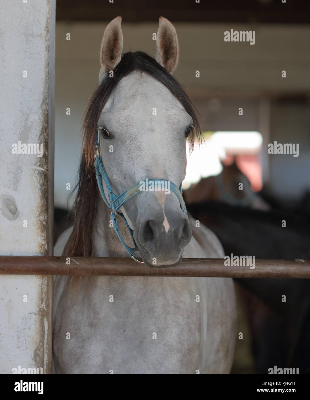 White beautiful arab race horse stands in stable entrance, in background interior and group of other horses in soft focus. Stock Photo