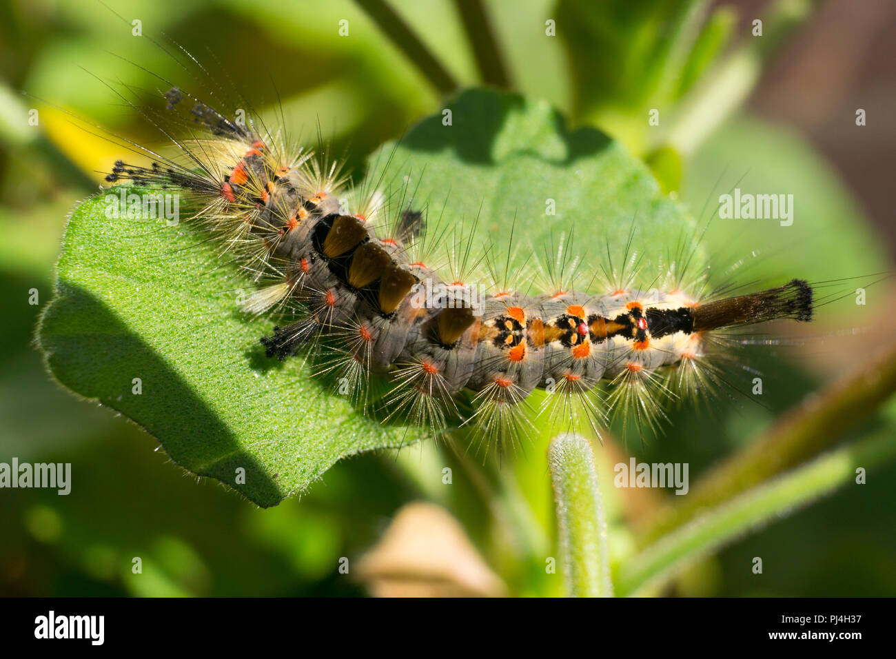 Orgyia antiqua, rusty tussock moth, or vapourer caterpillar on a geranium leaf Stock Photo