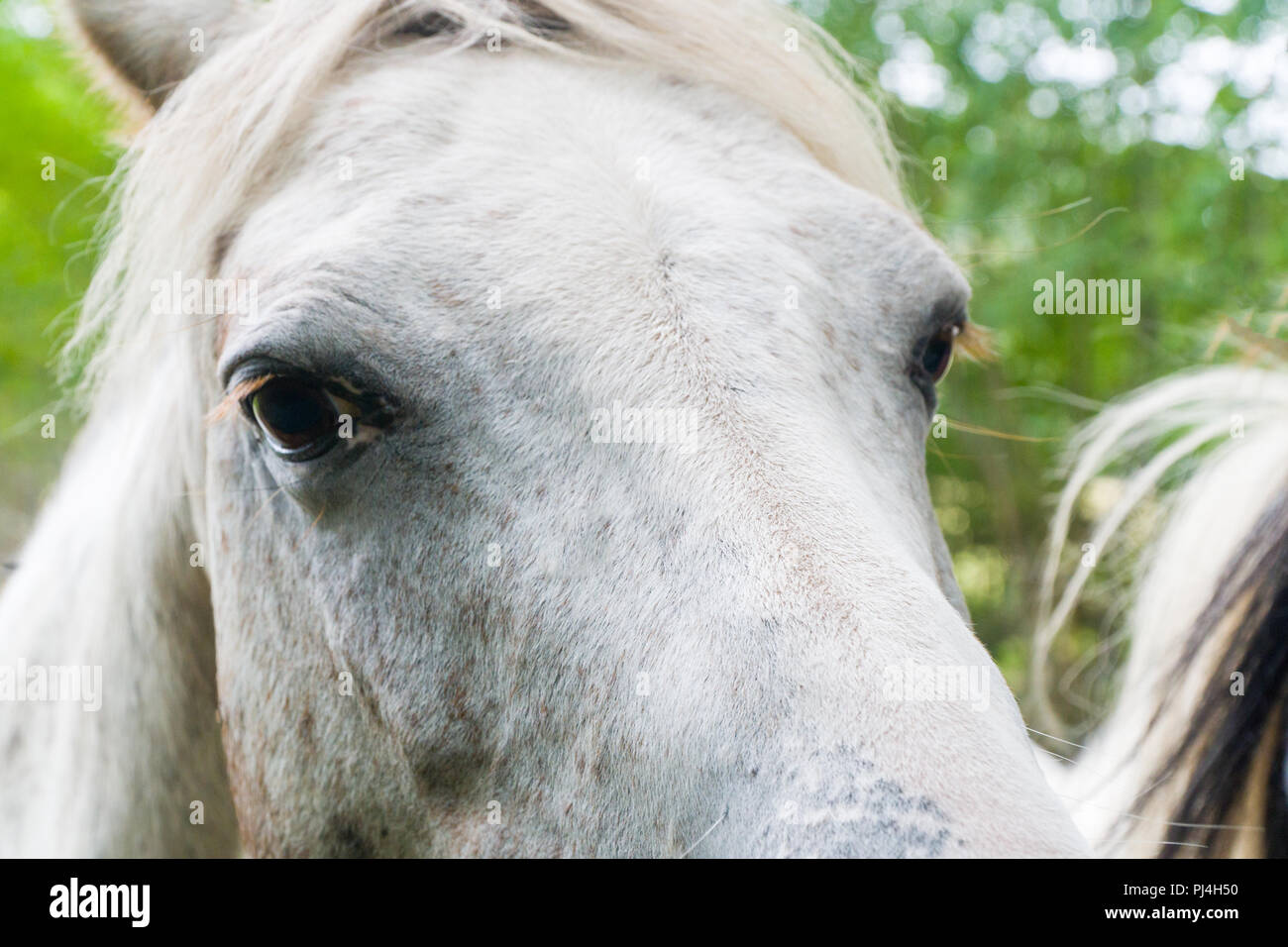 Horse staring at camera hires stock photography and images Alamy