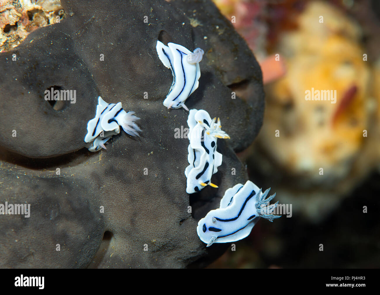 Nudibranches, Chrododoris Lochi , Chrododoris Willani,Chrododoris Dianae crawling on a rock of Bali, Indonesia Stock Photo