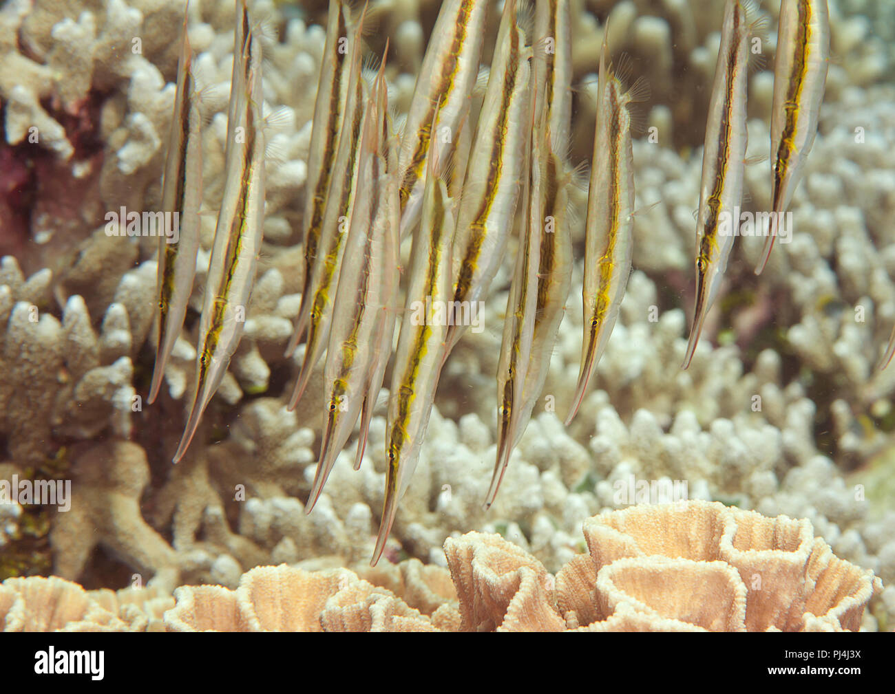 School of razorfish, Aeoliscus strigatus (Günther 1861) swimming over corals of Bali, Indonesia Stock Photo