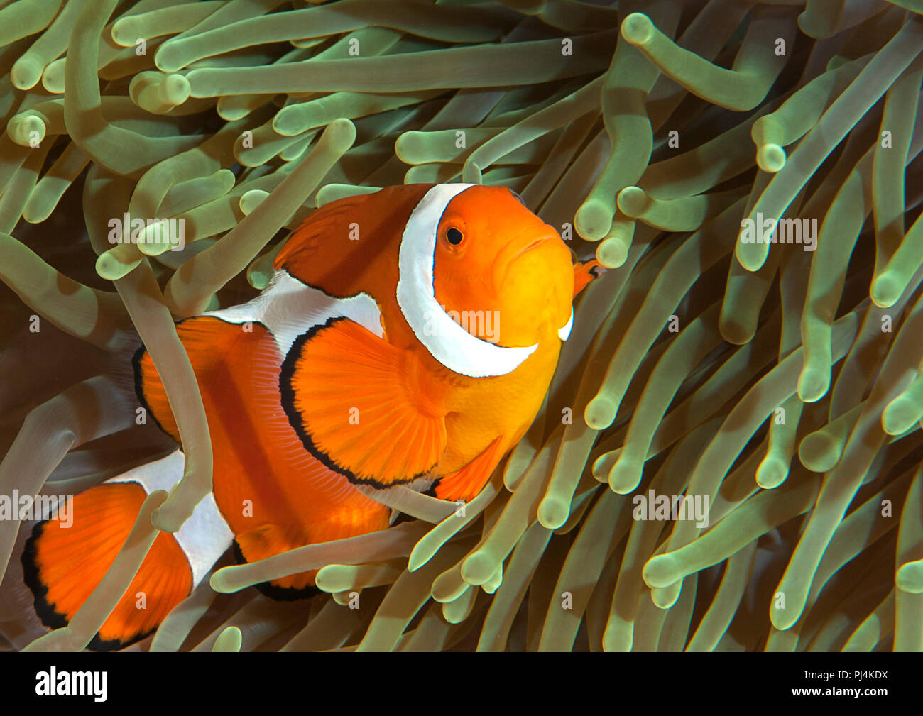 Ocellaris clownfish ( Aphiprion ocellaris ) or false clown anemonefish shelters itself among the venomous tentacles of a magnificent sea anemone ( Het Stock Photo