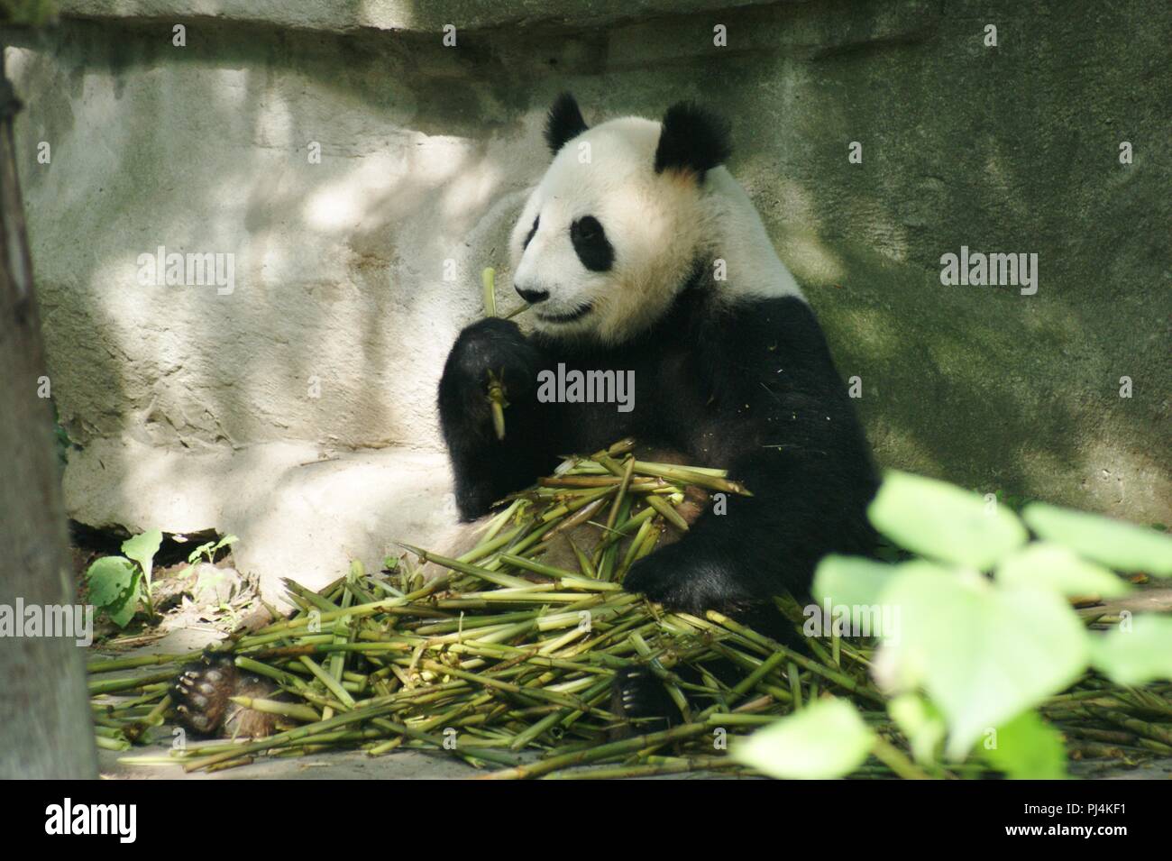 Giant Panda at Chengdu Panda Sanctuary, Chengdu, China Stock Photo