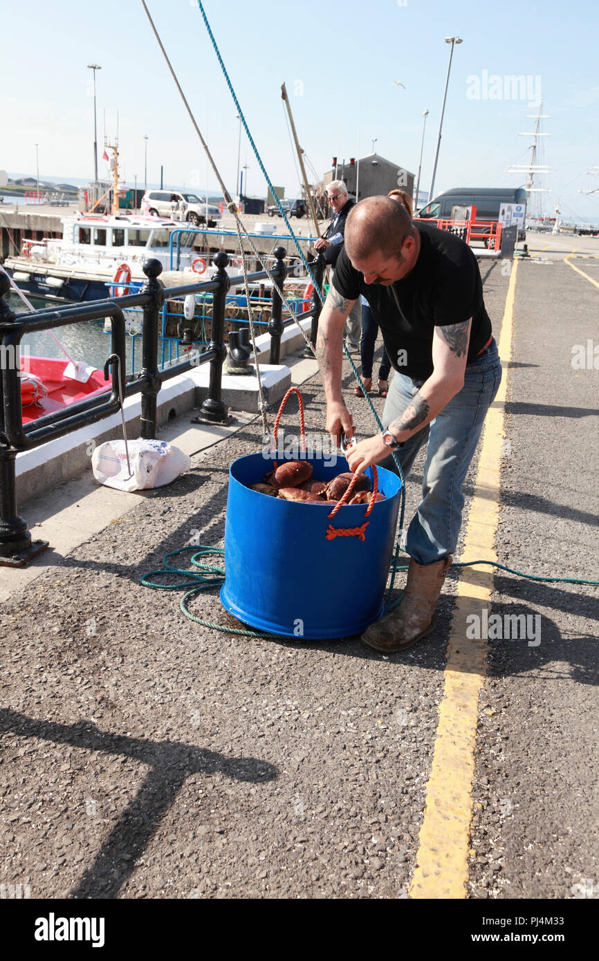 Transferring a bucket of freshly caught crabs from the fishing boat to a lorry on the harbour quay, Kirkwall Stock Photo