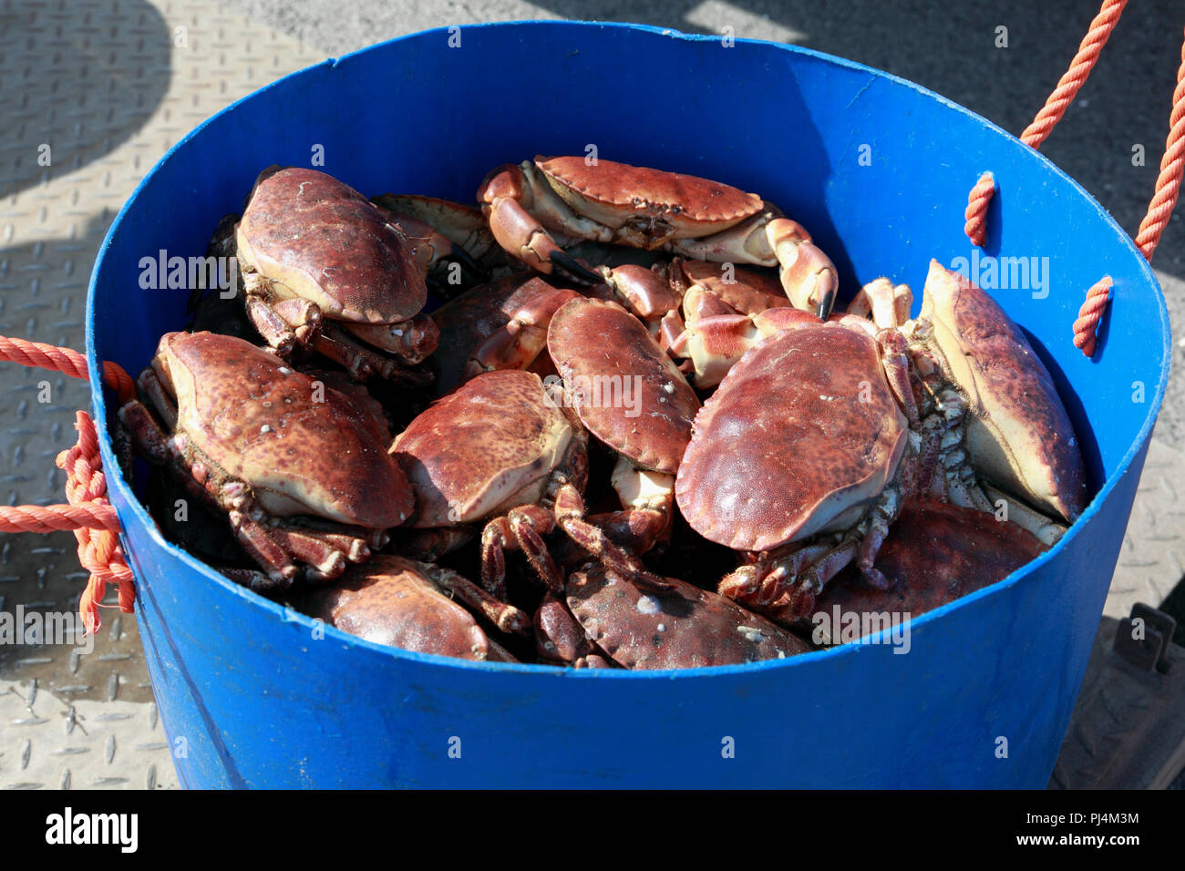 A bucket of freshly caught crabs just unloaded from the fishing boat on the harbour quay, Kirkwall Stock Photo