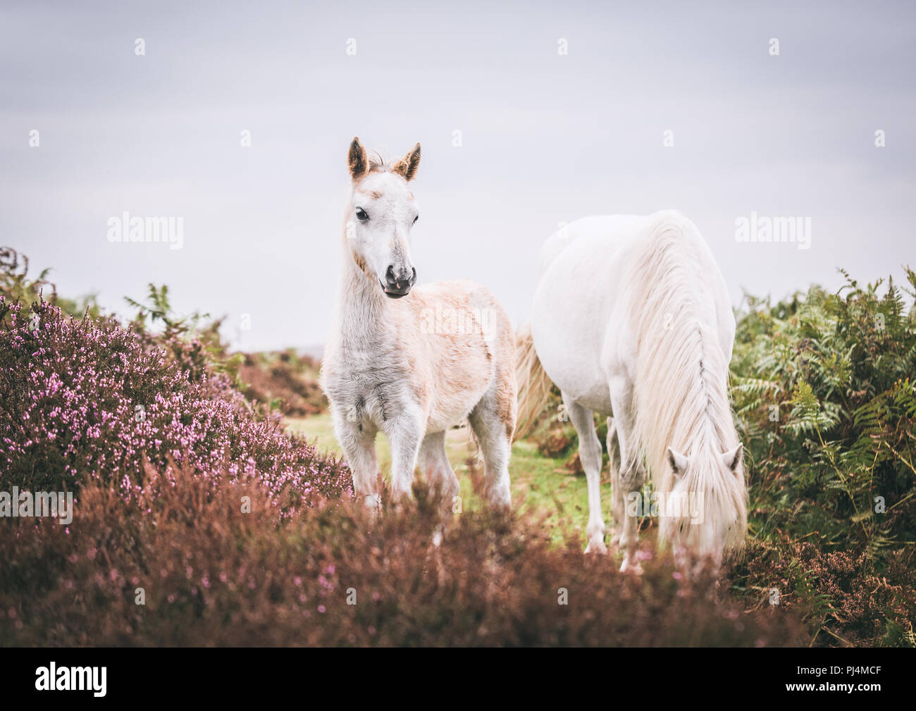 Wild Welsh Pony / horse foal, and mother in the purple heather on the moors in Shropshire Stock Photo