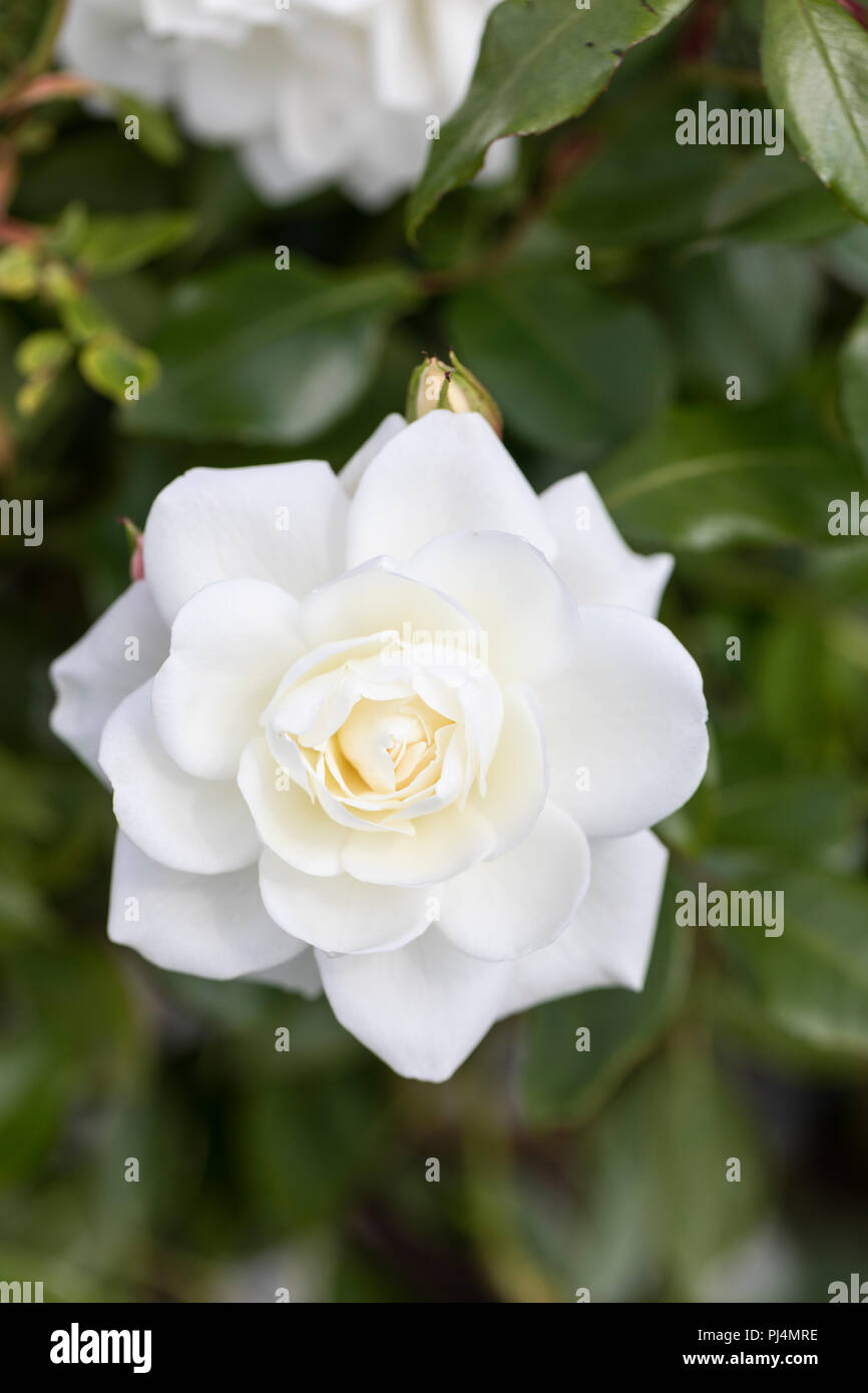 Close up of a white floribunda rose called Rosa Iceberg flowering in a garden in the UK Stock Photo