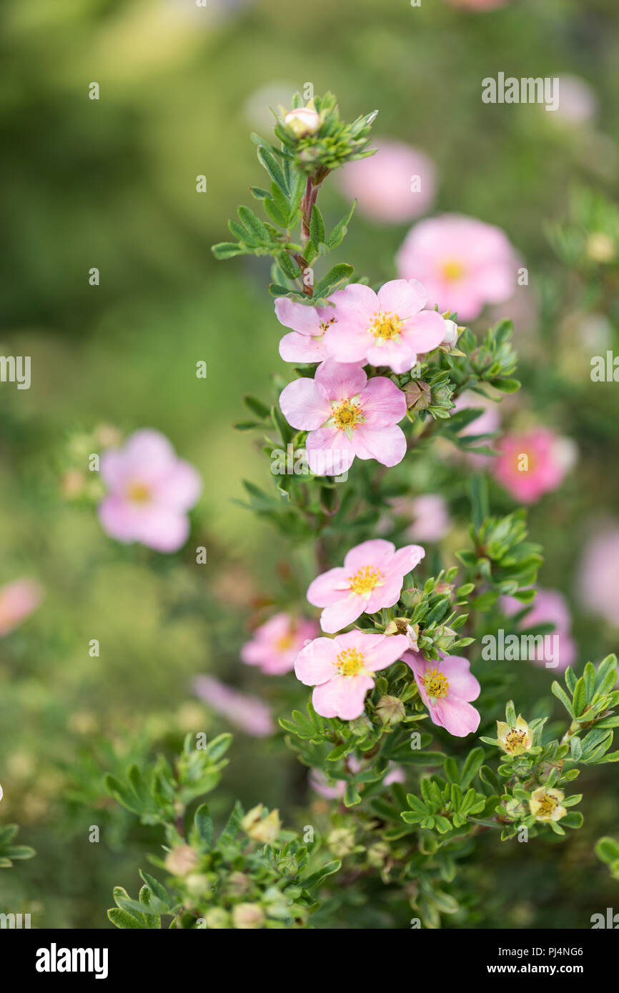 Close up of pink Potentilla fruticosa against a blurred background, UK Stock Photo