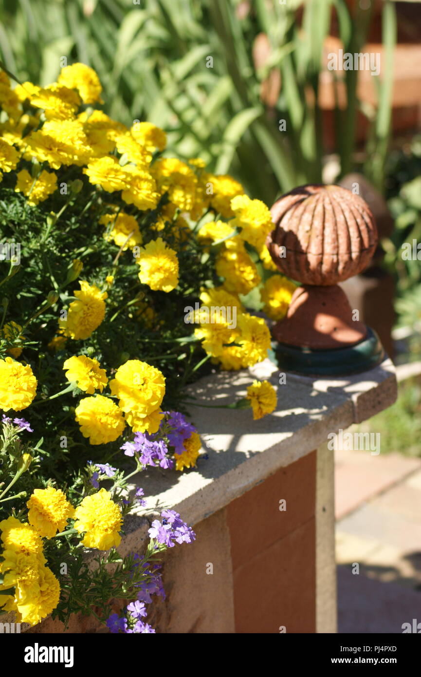 décorations en briques dans un massif d'oeillets d'inde jaune, brick decorations in a massif of yellow French Marigold, tagetes patula Stock Photo