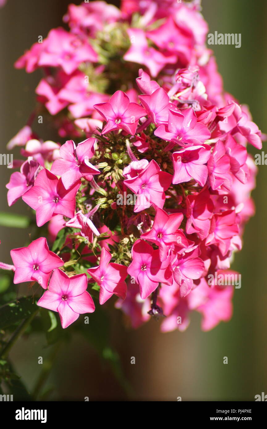 fleur de phlox paniculata rose, pink phlox flower paniculata, rosa Phlox Blume paniculata, flor de flox rosa paniculata; Stock Photo