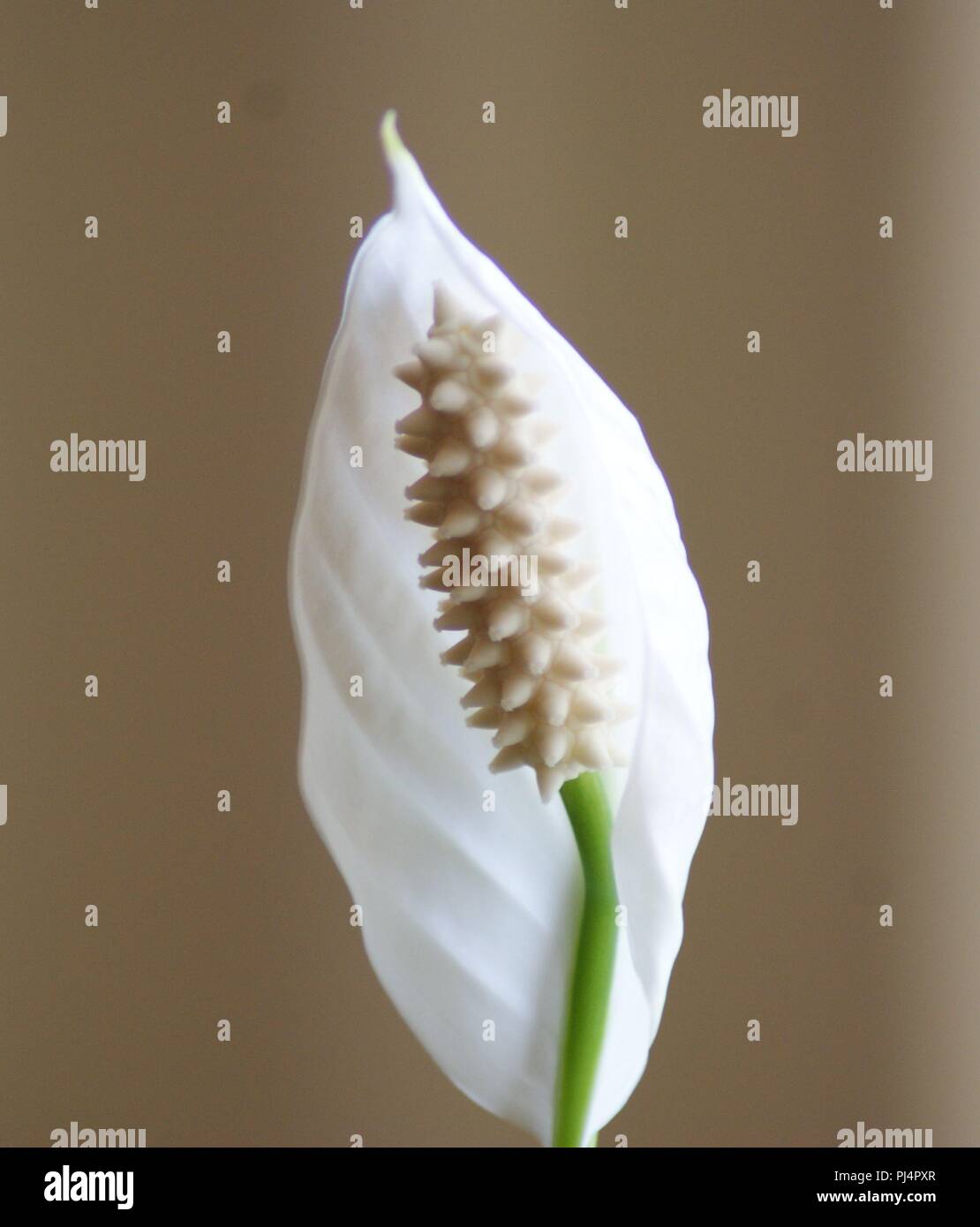 fleur blanche de Spathiphyllum sur fond beige, weiße Spathiphyllum-Blume auf beigem Hintergrund, white Spathiphyllum flower on beige background, Spath Stock Photo