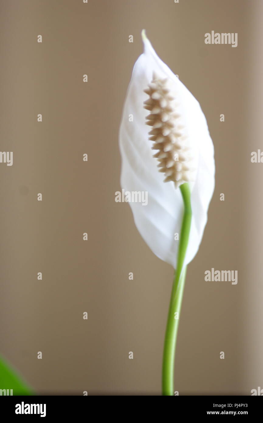 fleur blanche de Spathiphyllum sur fond beige, weiße Spathiphyllum-Blume auf beigem Hintergrund, white Spathiphyllum flower on beige background, Spath Stock Photo