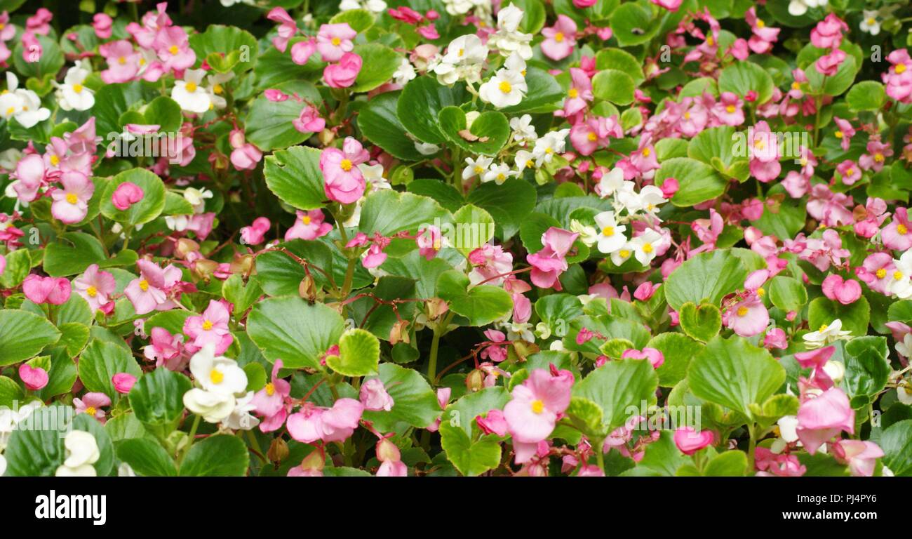 massif de bégonias rose et blancs, begonias masivas rosas y blancas, massive rosa-weiße Begonien, pink and white begonia massif Stock Photo