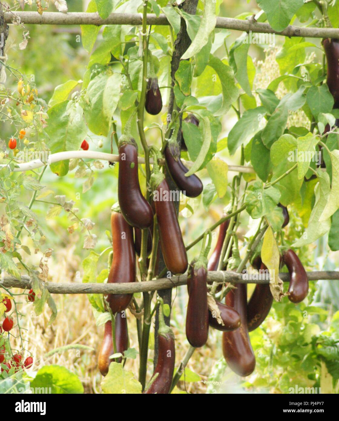 aubergines dans un jardin potager, aubergines in a vegetable garden, Auberginen im Gemüsegarten, berenjenas en un huerto Stock Photo