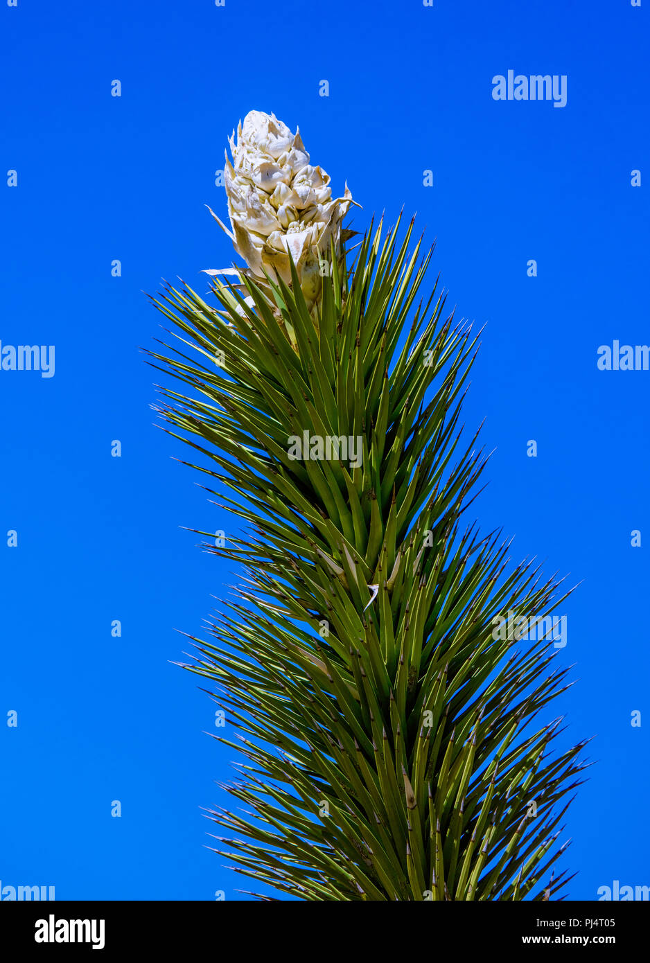 Joshua Tree Blossom. Stock Photo