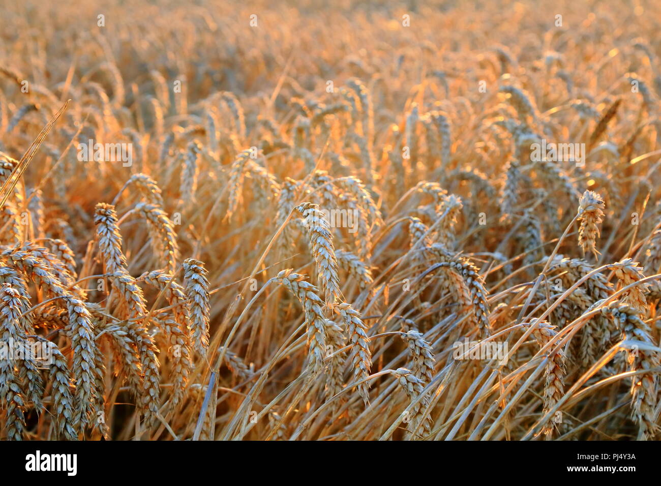 Ripe wheat in agricultural field in Somerset Stock Photo