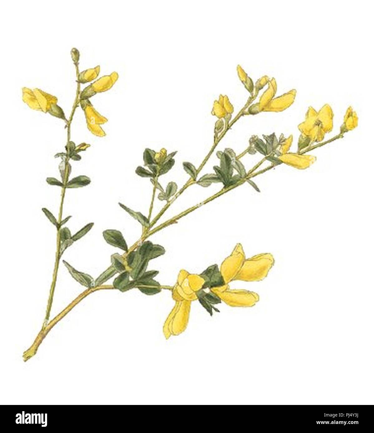 Baptisia-tinctoria-Conrad-Loddiges-1822 clean. Stock Photo