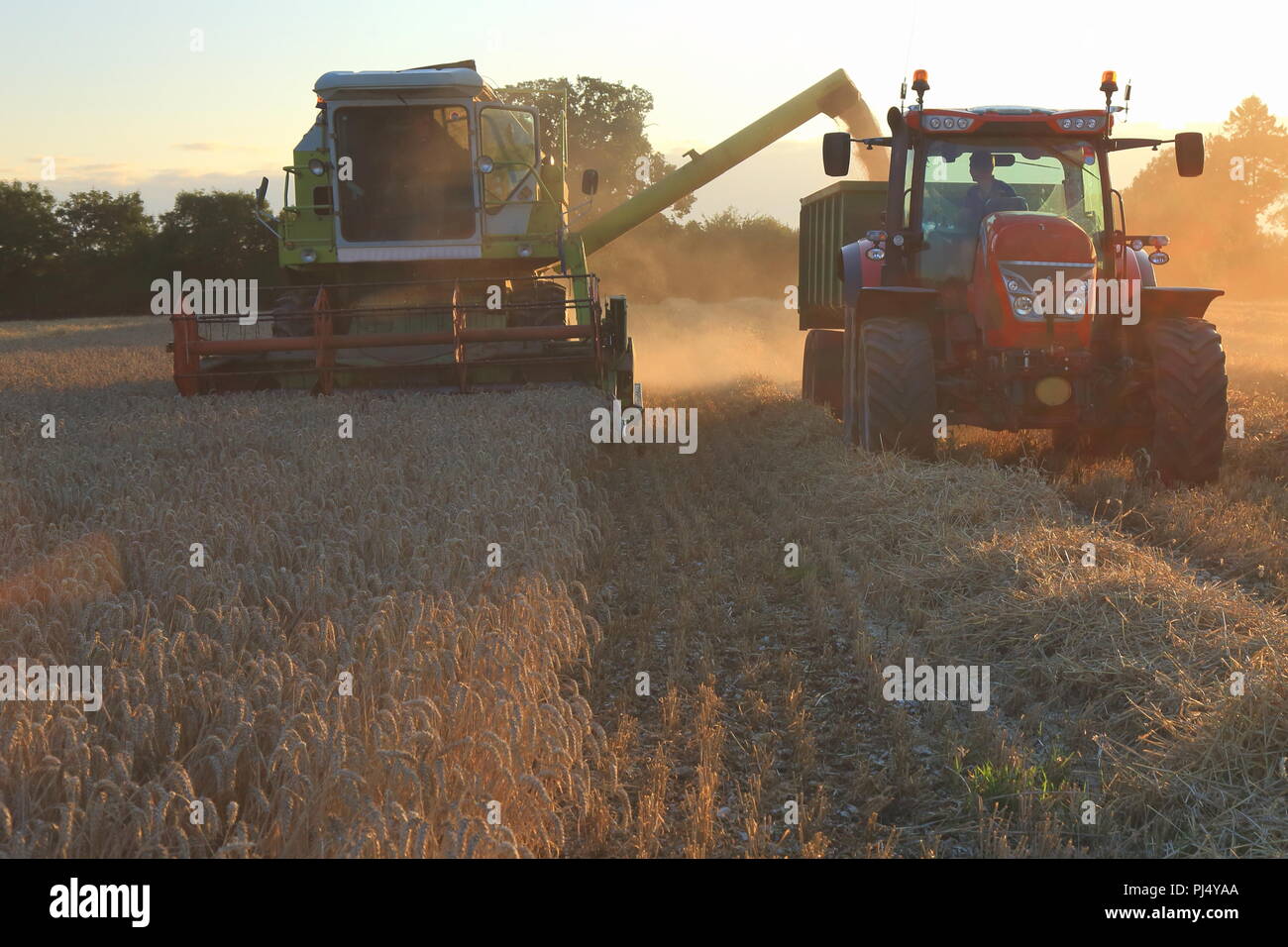 Combine harvester unloading wheat on the farmland in Somerset Stock Photo