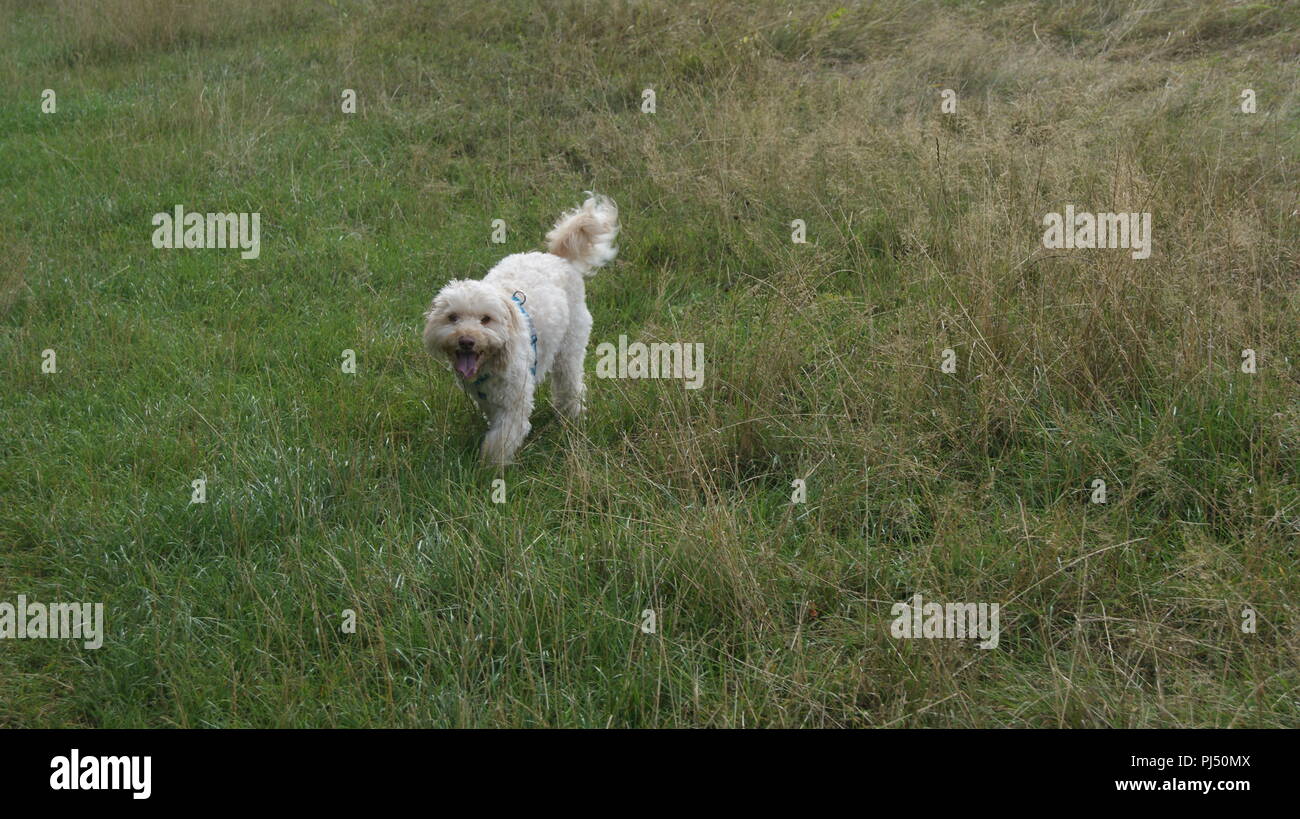 Cockerpoo running in grass Stock Photo