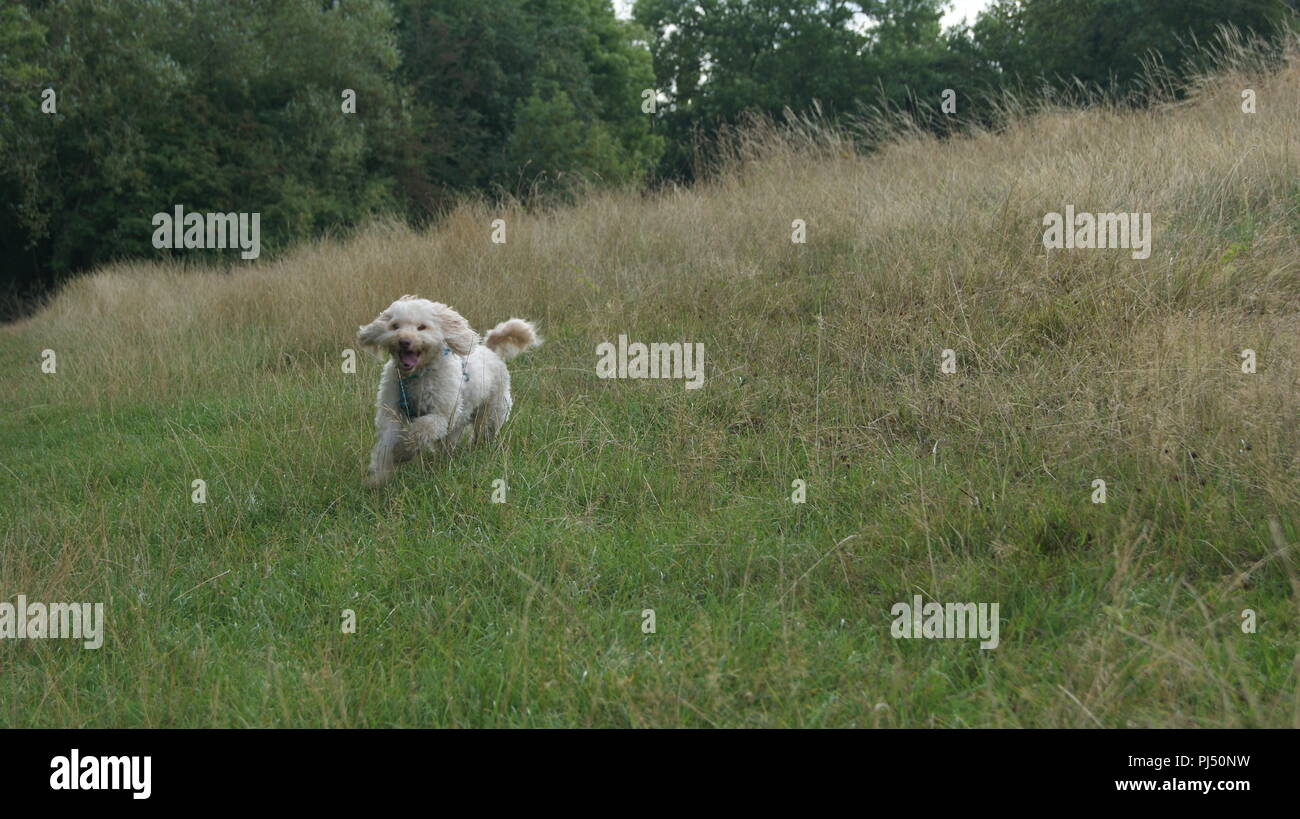 Cockerpoo running in grass Stock Photo