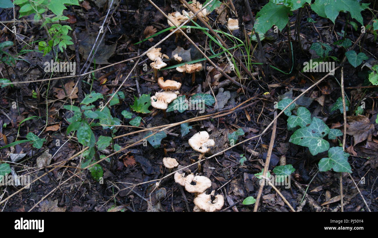 Toadstools in undergrowth, Warwickshire UK Stock Photo