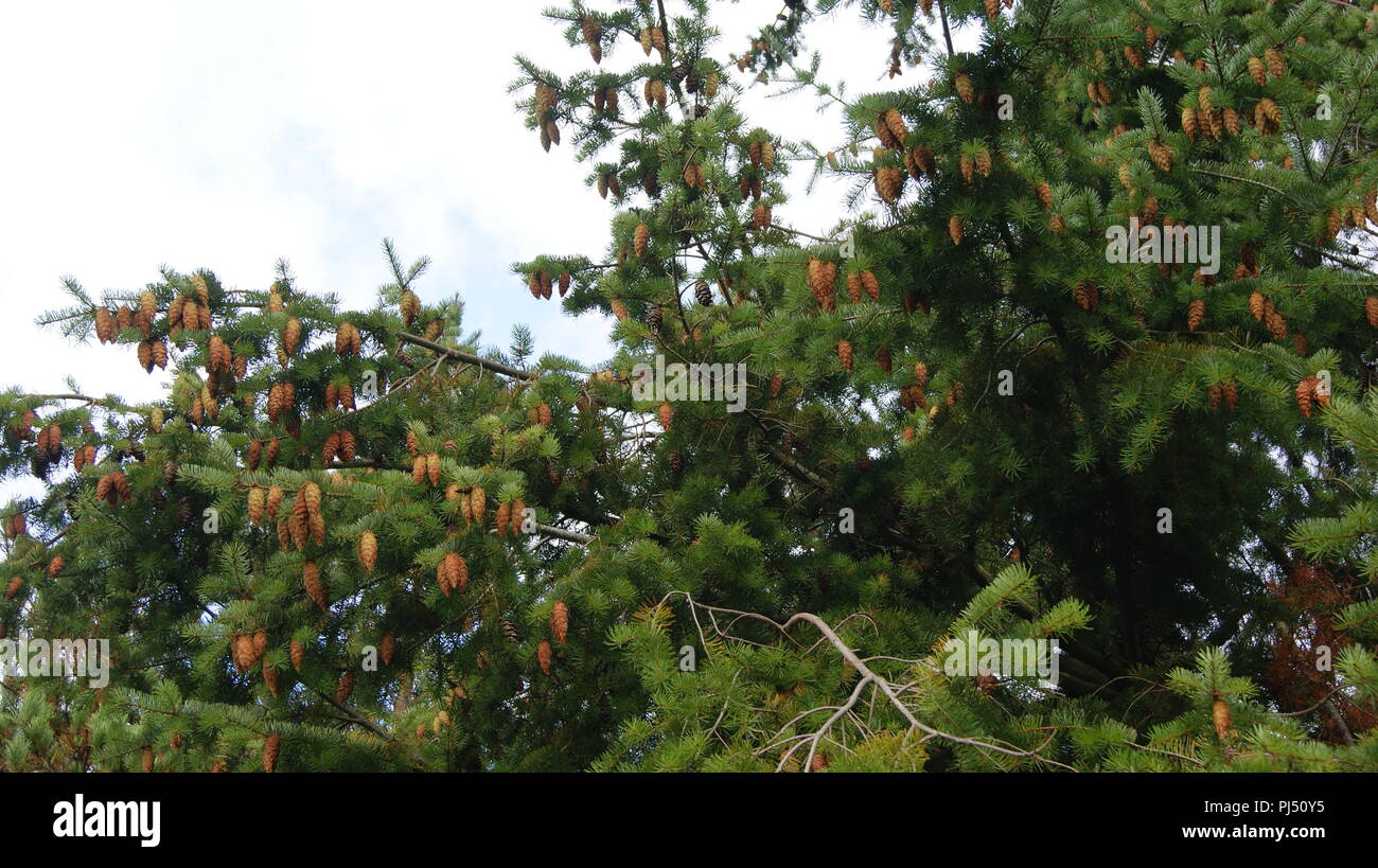 Pine tree with fir cones Stock Photo