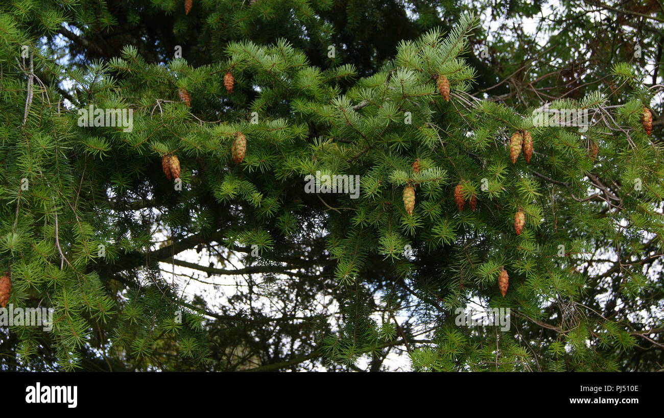 Pine tree with fir cones Stock Photo