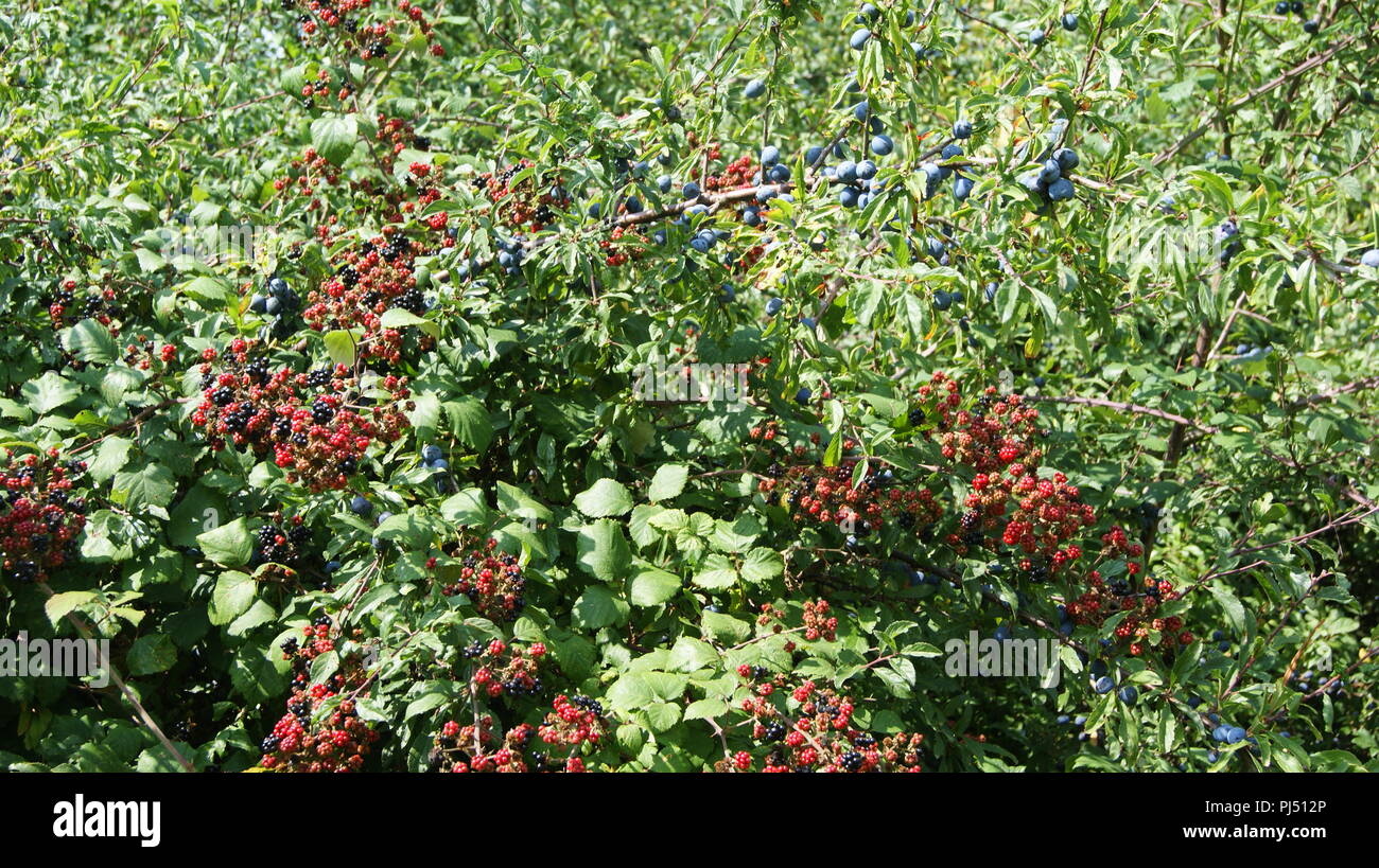Blackberries and Sloe berries in hedgerow, UK Stock Photo