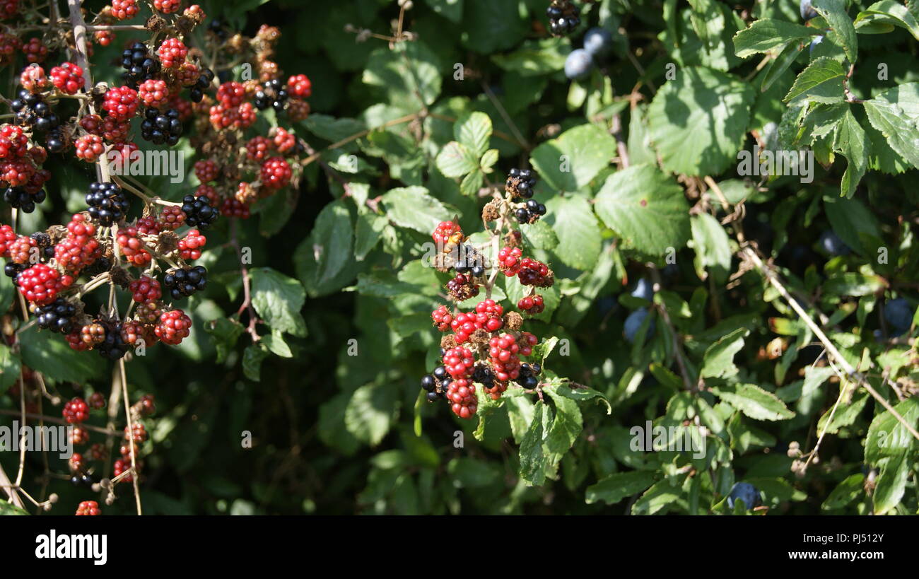 Blackberries and Sloe berries in hedgerow, UK Stock Photo