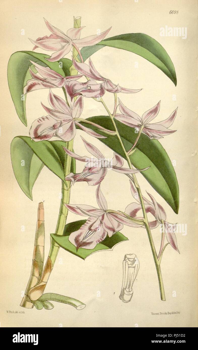 Barkeria lindleyana (as Epidendrum lindleyanum ) - Curtis' 100 (Ser. 3 no. 30) pl. 6098 (1874). Stock Photo