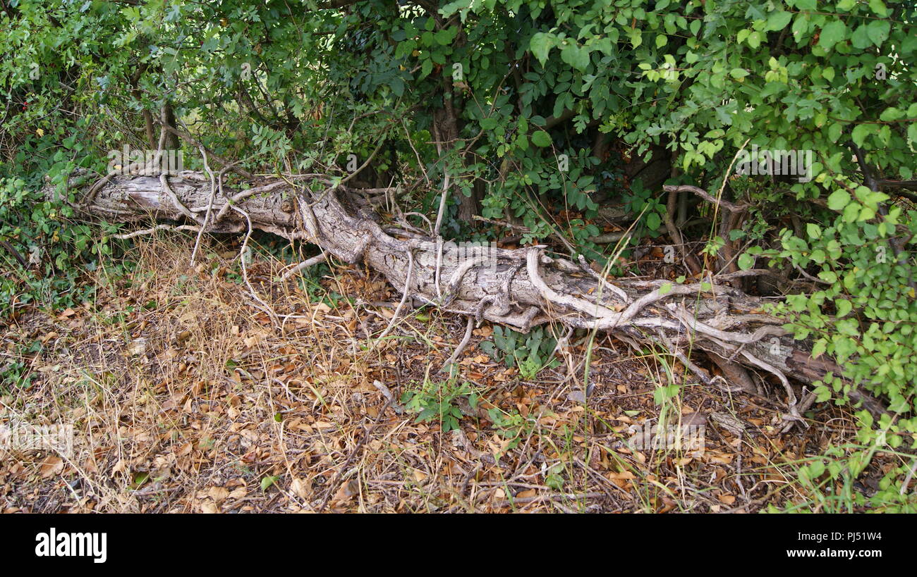 Autumn leaves and tree trunk Stock Photo Alamy