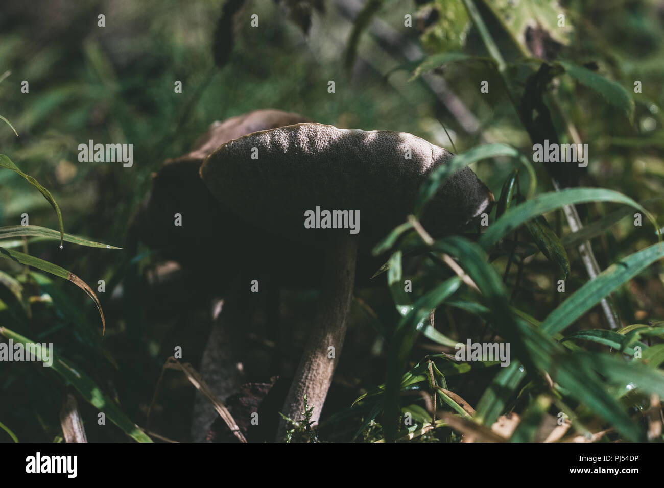 Mushrooms in nature forest with green grass moss leaves summer autumn Stock Photo