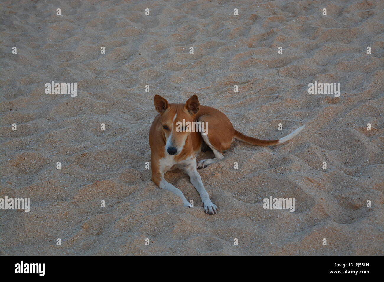 clicked a Indian native breed at the sea shore Stock Photo