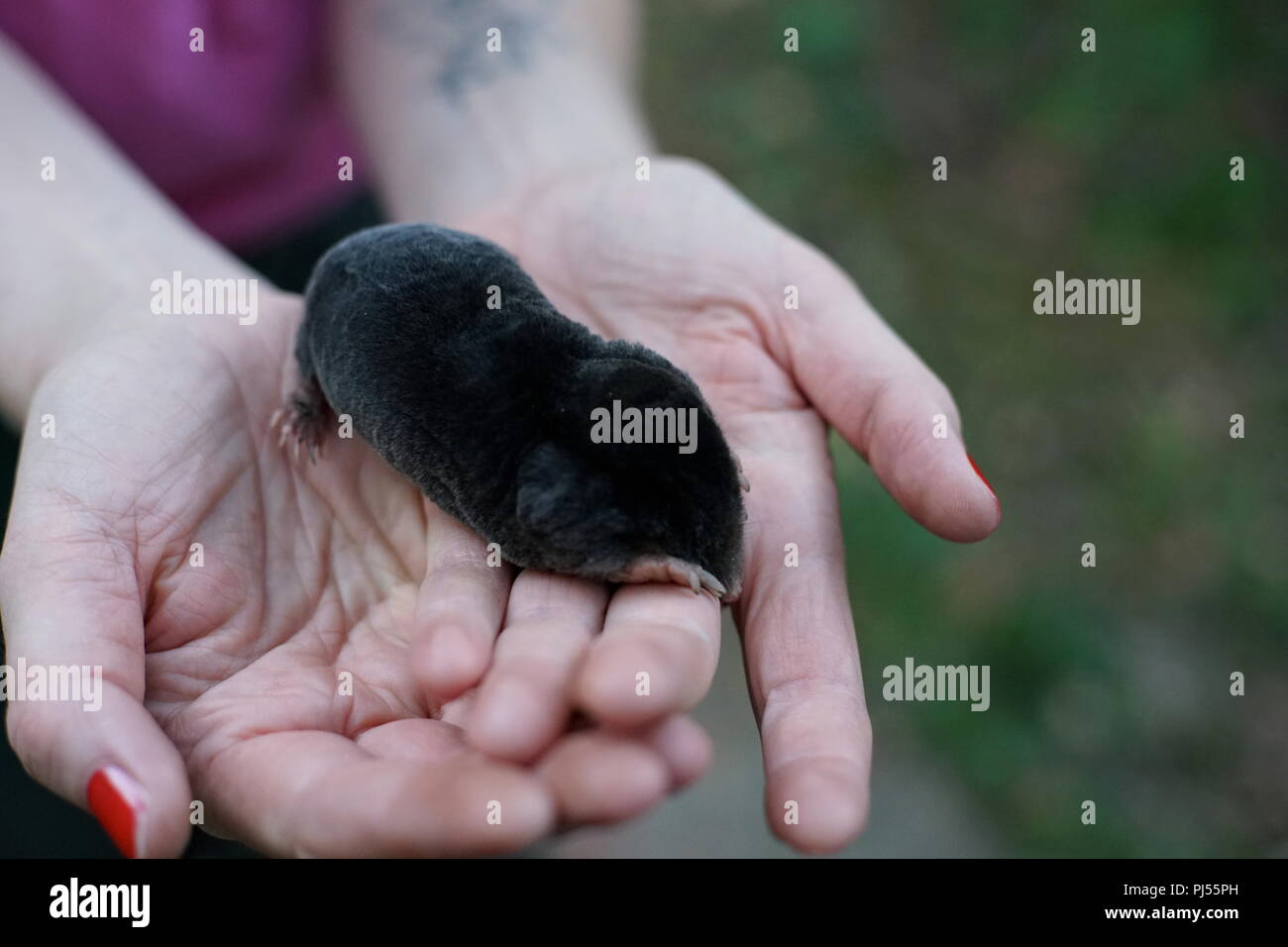 Holding Mole, Talpa europaea in hand Stock Photo Alamy