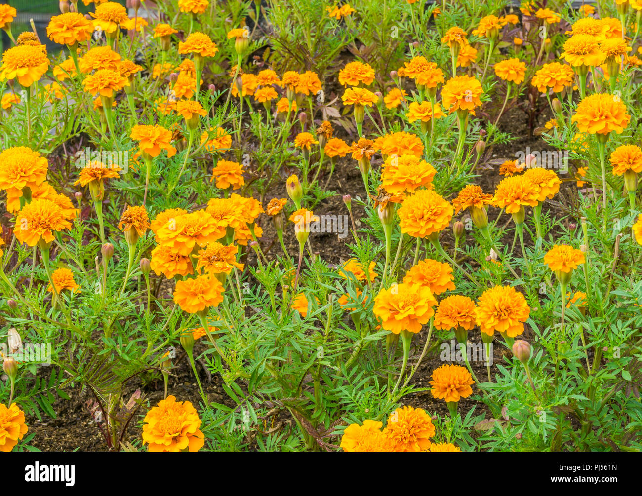 field of orange carnations in close up Stock Photo