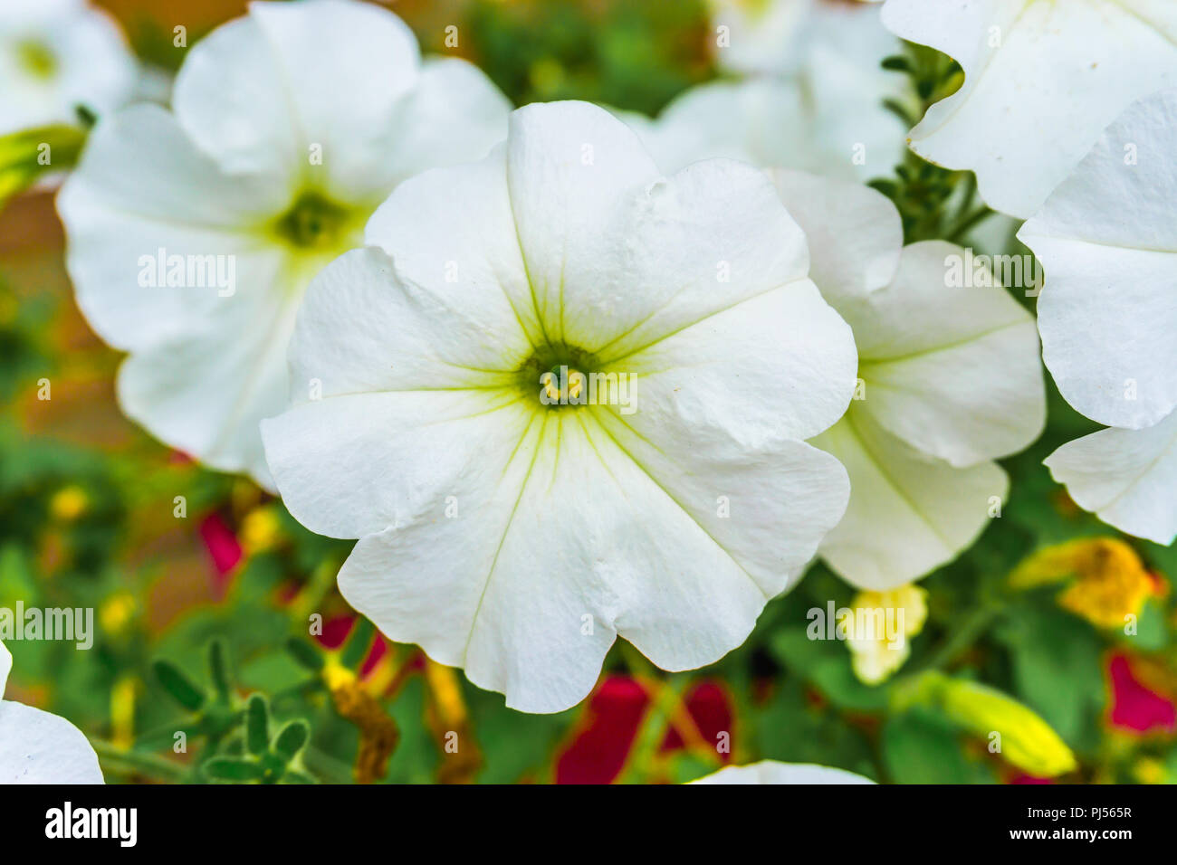 beautiful white violet flower macro close up Stock Photo
