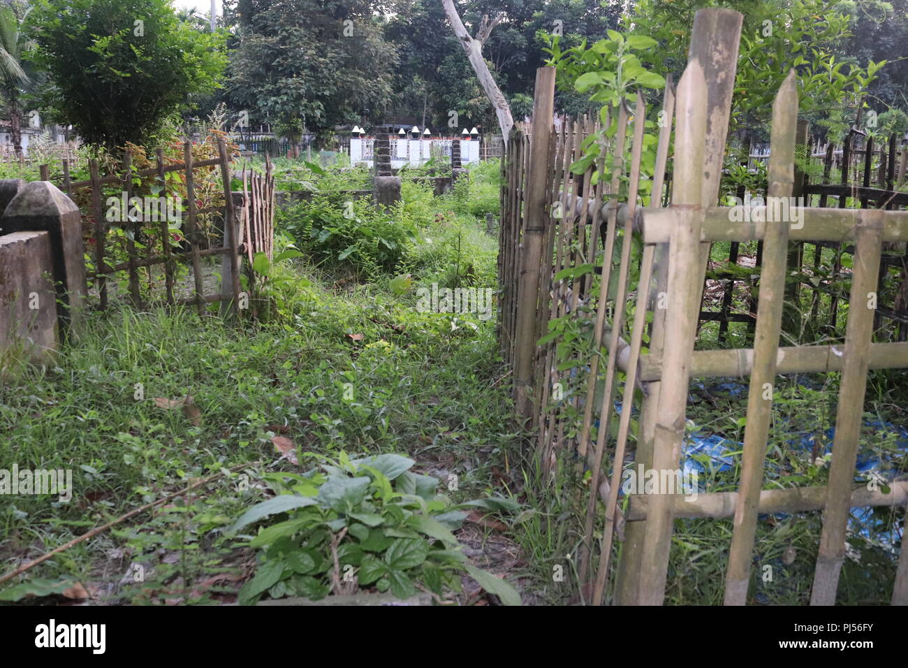 Graves at Muslim cemetery.Muslim graveyard with Surrounded by bamboo fencing.New Bangladesh Graveyard with Bamboo fencing. Stock Photo