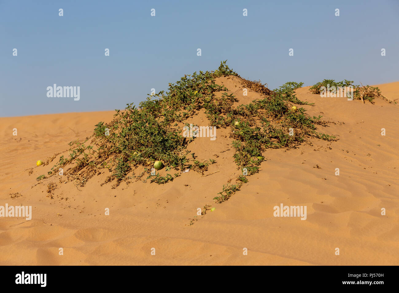 Desert in United Arab Emirates. Stock Photo